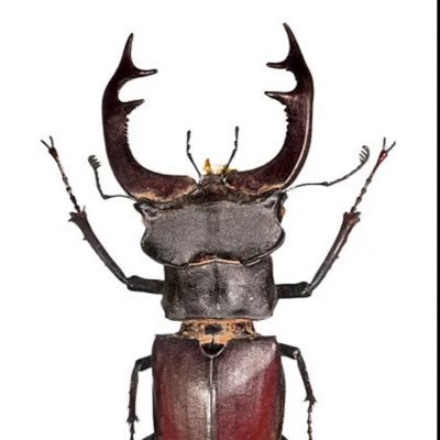 stagbeetle999's profile picture. 