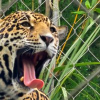 Astro Jaguar(@astrojaguar) 's Twitter Profile Photo