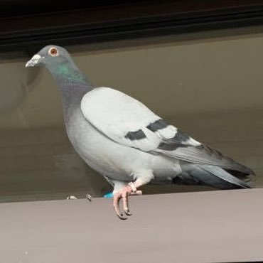 楽しく生きたい。無理なく楽しい生活を! 雑多に好きなものだったり、愚痴だったり…いいねたくさん失礼します！野球/東海オンエア/ゲーム/漫画etc．