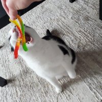 gummycat(@gummycatcoin) 's Twitter Profile Photo