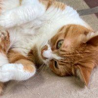 ハッピーにゃんにゃん (@uqtnb2qr3420616) 's Twitter Profile Photo ハッピーにゃんにゃん (@uqtnb2qr3420616) 's Twitter Profile Photo