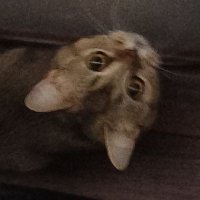 anonim (@anonimdxd) 's Twitter Profile