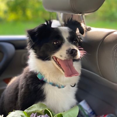 DonChikiPuk's profile picture. гладжу вас всіх лапкою, двоногі