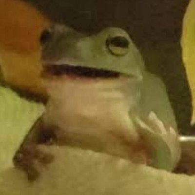 enpluteum's profile picture. i am a musician etc...