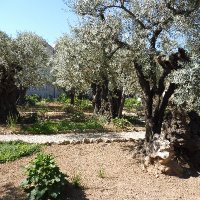 Thierry du 14 (@thierryducalva) 's Twitter Profile