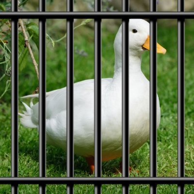 jail for @acegirly26 | main acc: @humematt19 | ella is a duck