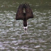 Alfred B (@alfredbphoto) 's Twitter Profile
