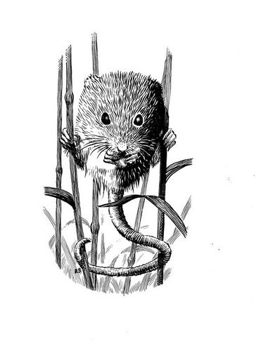 JuliaDrage's profile picture. A new nature reserve in Cheshire. A good population of harvest mice present. Come for a workshop, small friendly groups with an experienced tutor.