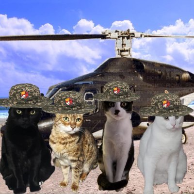 cute #rescue #Bengal lives w/2 #rescue brofurs Malice & Mayhem @thecatmalice Rear Admiral in #ZSHQ #ZSmedics #ZEOPS #theAviators #TeamBengal #ZSBengalBrigade