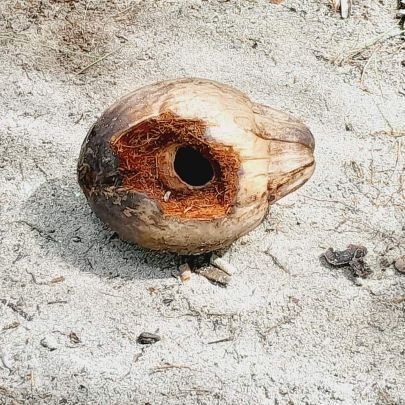 Ansjsnsamaal's profile picture. 