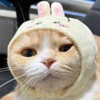 なべ (@_paino3_) 's Twitter Profile