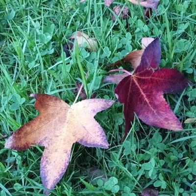 Highlaner50's profile picture. 