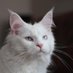 white cat prophecy (@whitecatprophcy) Twitter profile photo white cat prophecy (@whitecatprophcy) Twitter profile photo