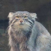 ゆめこんどう@日程カス (@konm_yume) 's Twitter Profile Photo