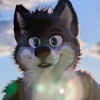 dashie, PhD(@ChinookTheWolf) 's Twitter Profile Photo