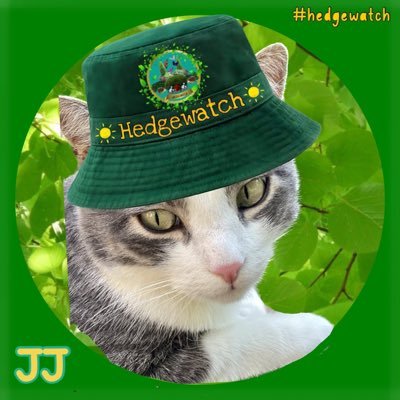 Melon Husk has put my account @iamJJthecat into tweety jail. So that’s the new me looking for my old pals. Working for #hedgewatch and studying at #mogwarts