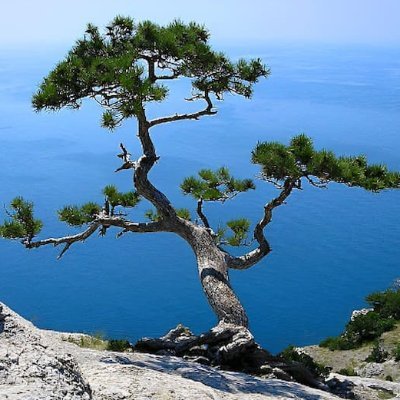 donscreef's profile picture. Going back treeplanting in BC after nearly a decade off. Am I gonna make it? Or will it kill me? Follow me to find out.