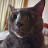 BoahsLive's profile picture. cat lover
:P :} :DO :OOOOO