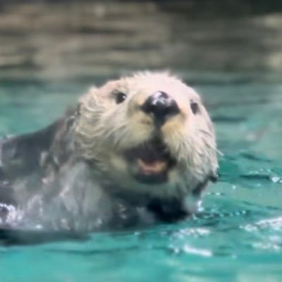 ラッコのリロくんが大好きです🫶 犬🐶カメ🐢猫🐱💗マリンワールド🩷 ラッコ🦦リロくん💗 💗KARA💗 ぼる塾💗 無言フォローすみません🥲