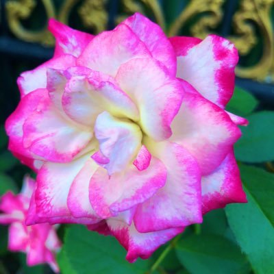 mybluemoon22's profile picture. 9 Peterpan 🧚‍♀️ | 12 ✨ | Win🐰