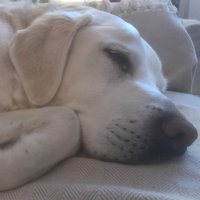 Kate Sillitoe (@katesillitoe) 's Twitter Profile