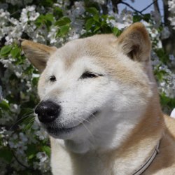 shibachiro1998's profile picture. 犬と暮らした13年間は宝物