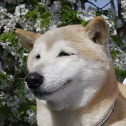 犬と暮らした13年間は宝物