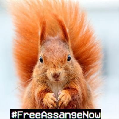 A philosophical rodent that loves nature & wishes an honest & peaceful world. #FreeAssangeNOW