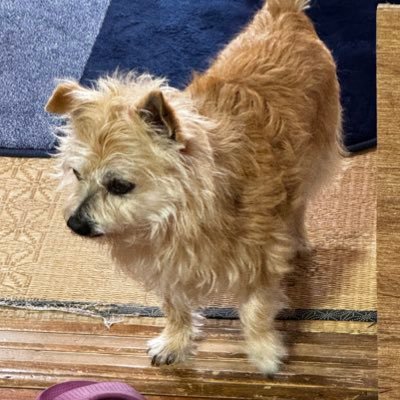 いのえさんのプロフィール画像