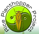 a platform for knowledge sharing on planthopper problems