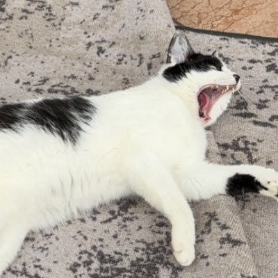 yurichiosu's profile picture. 21 I play osu and ramble on random things online