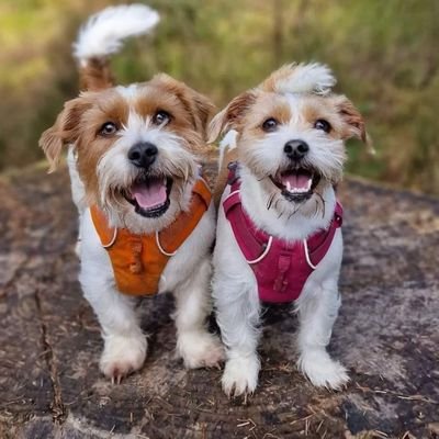 Two #Jacktzu doggos living their best life in Wales, UK 🏴󠁧󠁢󠁷󠁬󠁳󠁿❤️🪵🌳