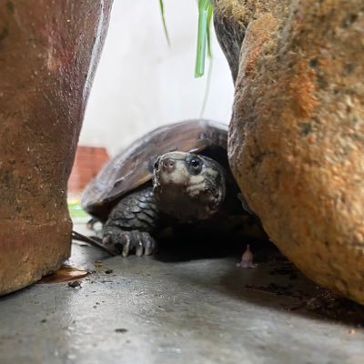 dFF3manson's profile picture. 拉满猛干奥迪石头狗💛 DOG TO THE MOON