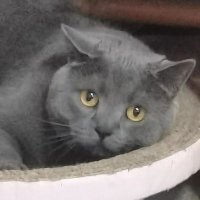爱吃辣小狗 (@siyangou49) 's Twitter Profile