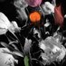 Blossoms and Bulbs (@bulbsand36784) Twitter profile photo Blossoms and Bulbs (@bulbsand36784) Twitter profile photo