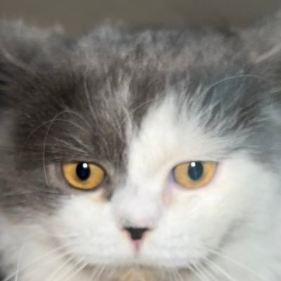 KillQ44's profile picture. 3D Artist / 3D Animator /  Game Dev Beginner