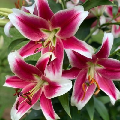 CHERLYTRU's profile picture. 