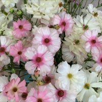 ゆんのお庭 (@flower_uz_zu) 's Twitter Profile