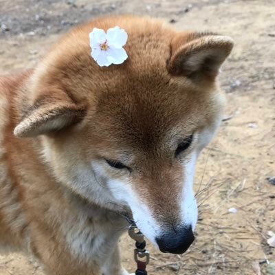 こんにちは！はるです🐶ナイヌ君沼にどハマりしてます。イヌ友さん、よろしくお願いします- ̗̀ ( ˶'ᵕ'˶) ̖́-  韓国ドラマ大好きなので、ドラマ好きな方と繋がれたら嬉しいです！