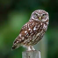 owl lover(@owlwiseworld) 's Twitter Profile Photo