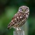 owl lover (@owlwiseworld) Twitter profile photo