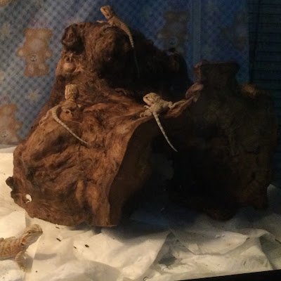 nobody32549787's profile picture. 