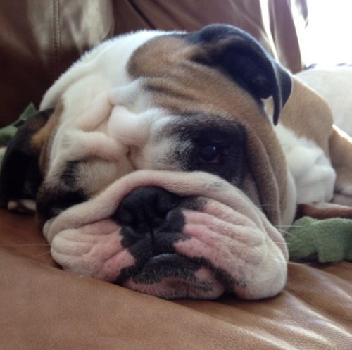 Omega_pup's profile picture. Sometimes I wonder if I will ever find out who is a good boy