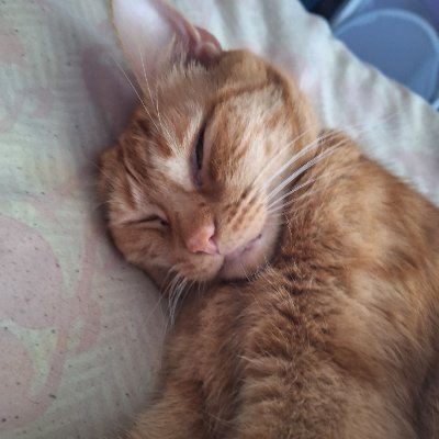 Charlieann42200's profile picture. 