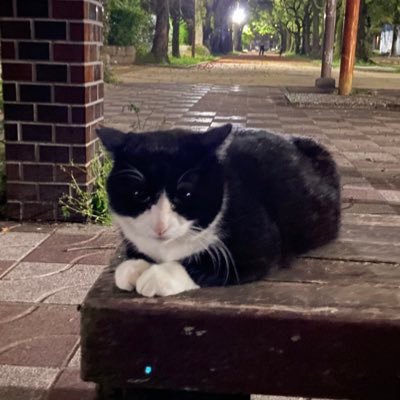 新野良猫 240302 - YouTube