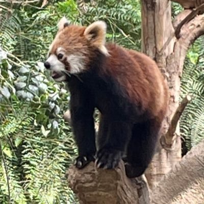 ルリア兵長さんのプロフィール画像