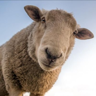 Bonjour, 
je suis un citoyen mouton.
Si tu veux savoir ce que c'est n'hésite pas à me suivre.
BEEEE