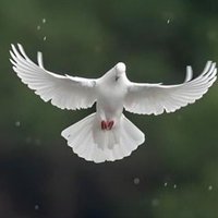 Rexy (@rexy_xye) 's Twitter Profile