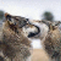 Zachery Watts (@pickeo) 's Twitter Profile