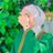 sabaa1403's profile image